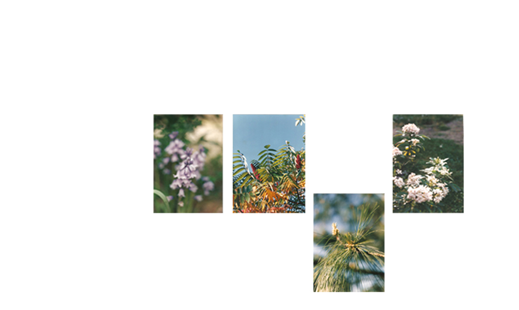 compo blog 4